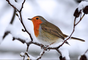 IL PASSERO DI NATALE Una bella storia per attendere e vivere il Natale